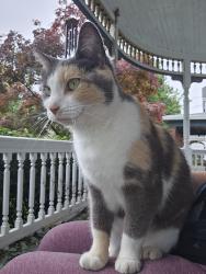Found/Stray Unknown Cat last seen Montana Ave and Cheviot Ave, Cincinnati, OH 45211