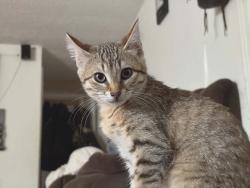 Lost Female Cat last seen McClellan and 23 ave s, Seattle, WA 98144