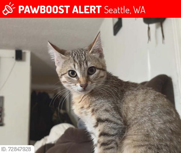 Lost Female Cat last seen McClellan and 23 ave s, Seattle, WA 98144
