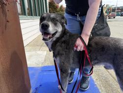 Found/Stray Male Dog last seen 8th and Chambers, Port Angeles, WA 98362