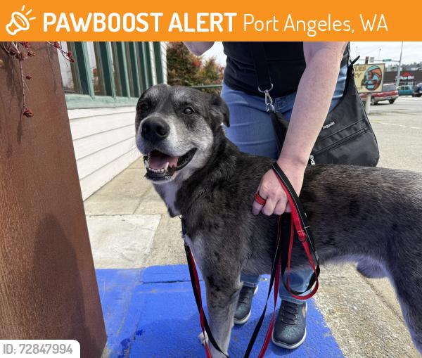 Found/Stray Male Dog last seen 8th and Chambers, Port Angeles, WA 98362