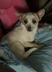 Found/Stray Female Dog last seen Kansas and Owen East Bottoms , Kansas City, MO 64120