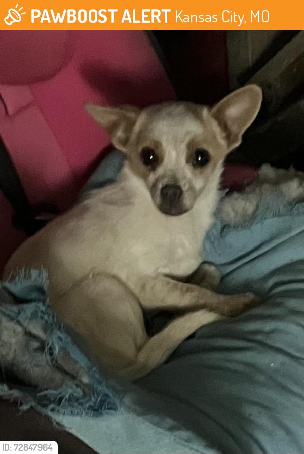 Found/Stray Female Dog last seen Kansas and Owen East Bottoms , Kansas City, MO 64120