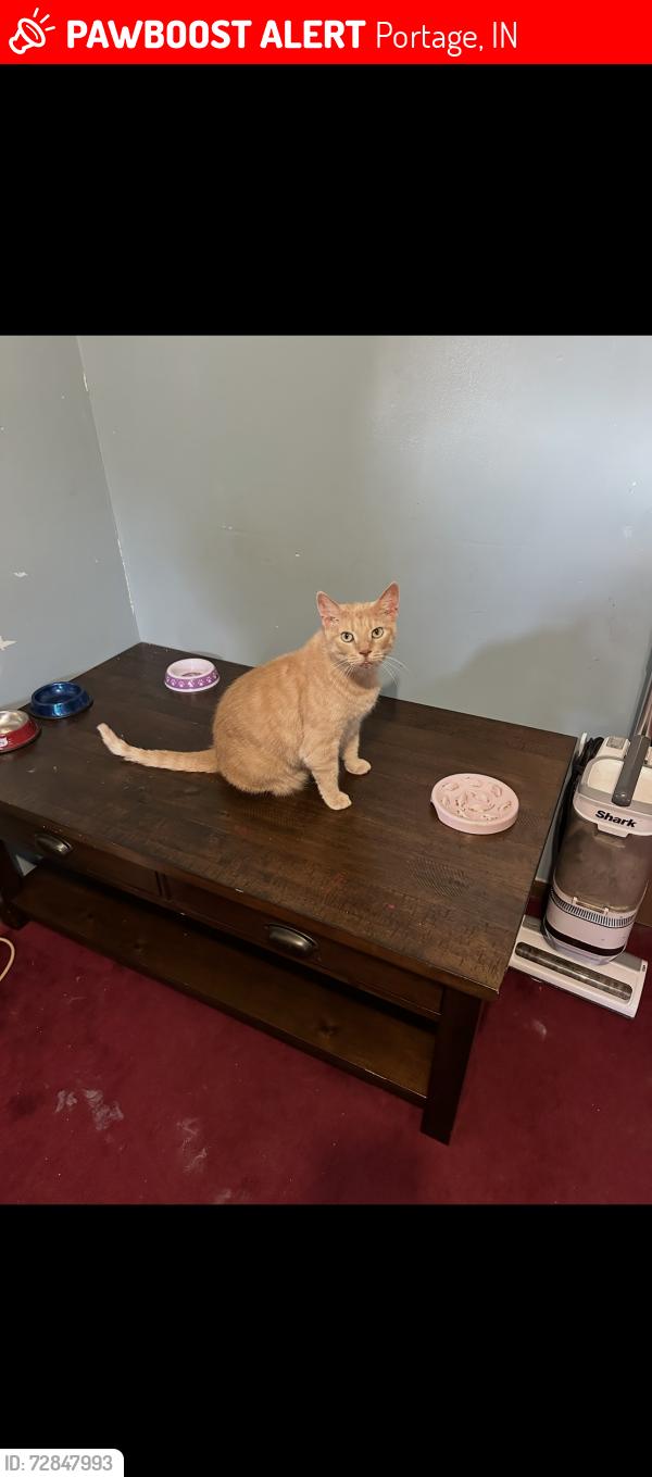 Lost Male Cat last seen Lost near May Street and Robins Ave , Portage, IN 46368
