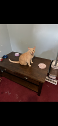Lost Male Cat last seen Lost near May Street and Robins Ave , Portage, IN 46368
