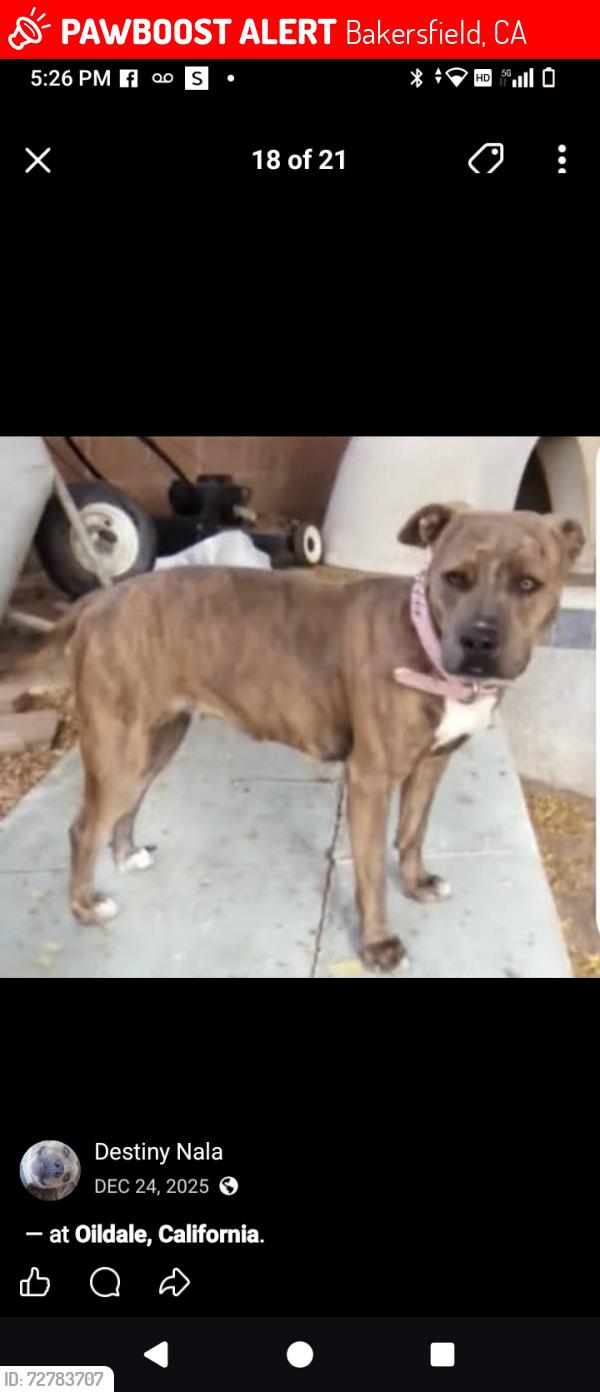 Lost Female Dog last seen Baker an Kentucky Bakersfield CA , Bakersfield, CA 93305