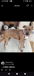 Lost Female Dog last seen Baker an Kentucky Bakersfield CA , Bakersfield, CA 93305
