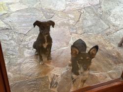 Found/Stray Female Dog last seen SW 147 Avenue between SW 232 St and 248 St, Homestead, FL 33035