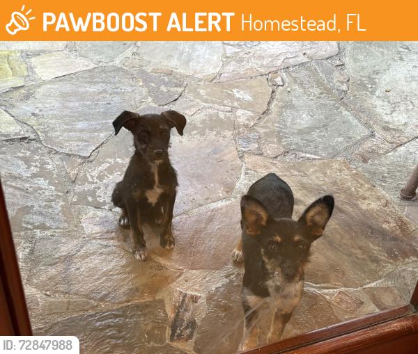 Found/Stray Female Dog last seen SW 147 Avenue between SW 232 St and 248 St, Homestead, FL 33035