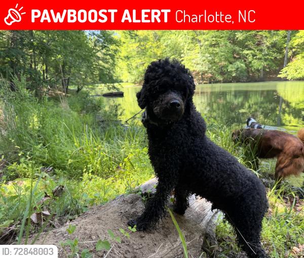Lost Male Dog last seen Mount olive church rd, Charlotte, NC 28278