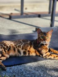 Lost Female Cat last seen 131st Ave se, Renton, WA 98058