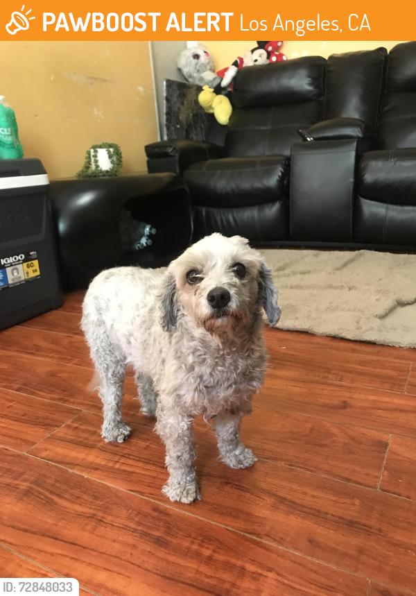 Found/Stray Male Dog last seen Imperial y Denver la ca , Los Angeles, CA 90003