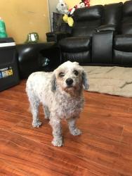Found/Stray Male Dog last seen Imperial y Denver la ca , Los Angeles, CA 90003