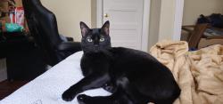Lost Male Cat last seen Columbus Avenue, Norfolk, VA 23504