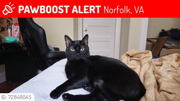 Lost Male Cat last seen Columbus Avenue, Norfolk, VA 23504
