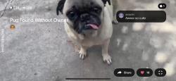 Found/Stray Female Dog last seen Western 39th arlington, Los Angeles, CA 90062