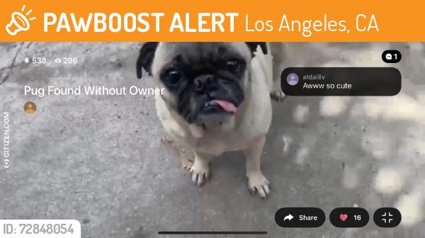Found/Stray Female Dog last seen Western 39th arlington, Los Angeles, CA 90062