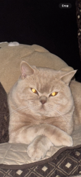 Lost Male Cat last seen Rogers High School, South Hill, WA 98373