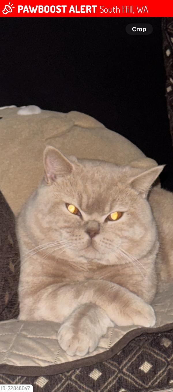 Lost Male Cat last seen Rogers High School, South Hill, WA 98373