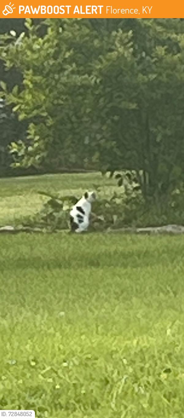 Found/Stray Unknown Cat last seen Near Fairoaks Dr roaming, Florence, KY 41042