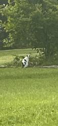 Found/Stray Unknown Cat last seen Near Fairoaks Dr roaming, Florence, KY 41042