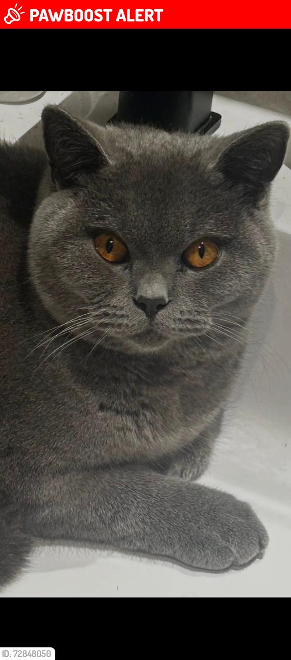 Lost Male Cat last seen Lesley Owen way, Shropshire, England SY1