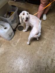 Shelter Stray Female Dog last seen Bexar County, New Braunfels, TX 78130