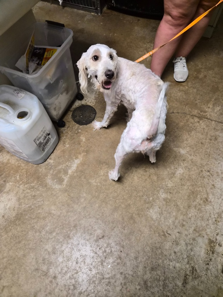 Shelter Stray Female Dog last seen Bexar County, New Braunfels, TX 78130
