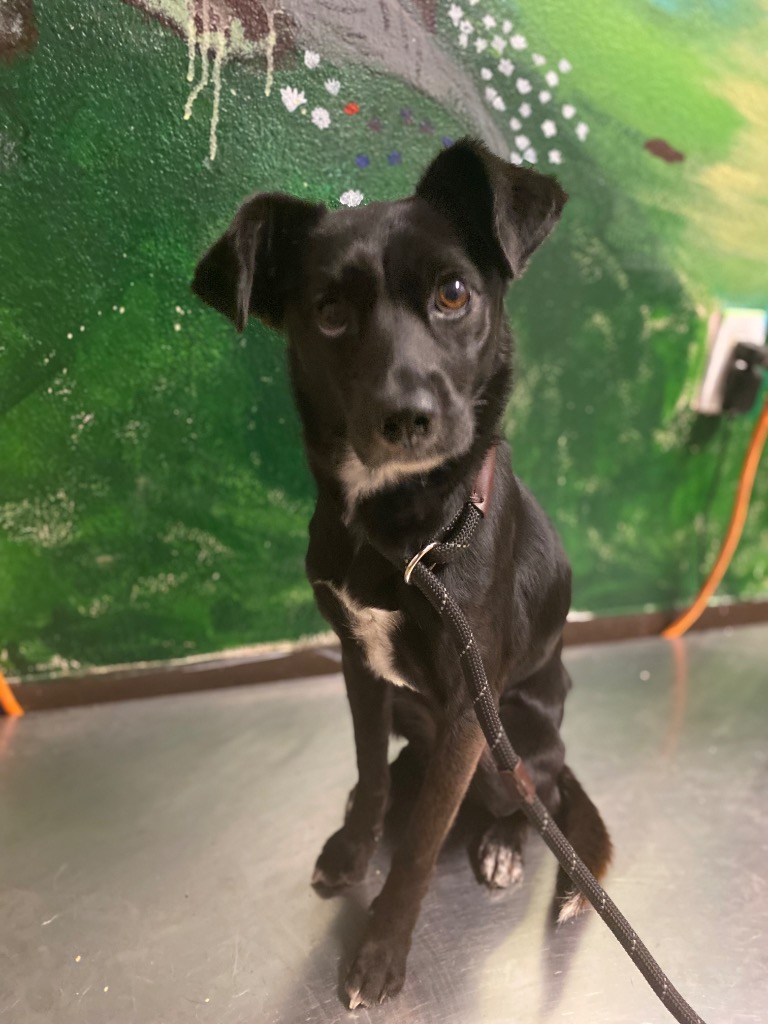 Shelter Stray Female Dog last seen Bexar County, New Braunfels, TX 78130