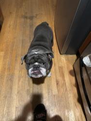 Lost Male Dog last seen Woodson rd and St Charles rock rd, Overland, MO 63114