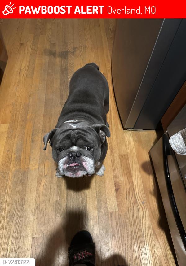 Lost Male Dog last seen Woodson rd and St Charles rock rd, Overland, MO 63114