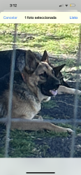 Lost Male Dog last seen Helms tr, Forney, TX 75126