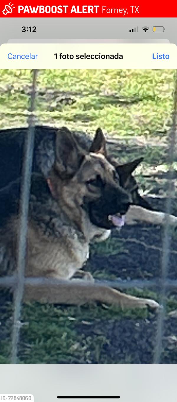 Lost Male Dog last seen Helms tr, Forney, TX 75126
