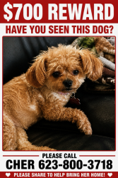 Lost Female Dog last seen Sun lakes blvd and Dobson, Sun Lakes, AZ 85248
