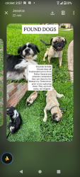 Reunited Male Dog last seen Kuykendahl and Kuykendahl Huffsmith , Houston, TX 77375