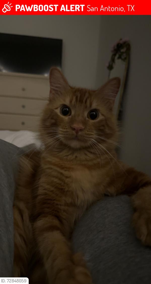 Lost Male Cat last seen Last seen near hse #1904, San Antonio, TX 78247