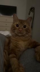 Lost Male Cat last seen Last seen near hse #1904, San Antonio, TX 78247