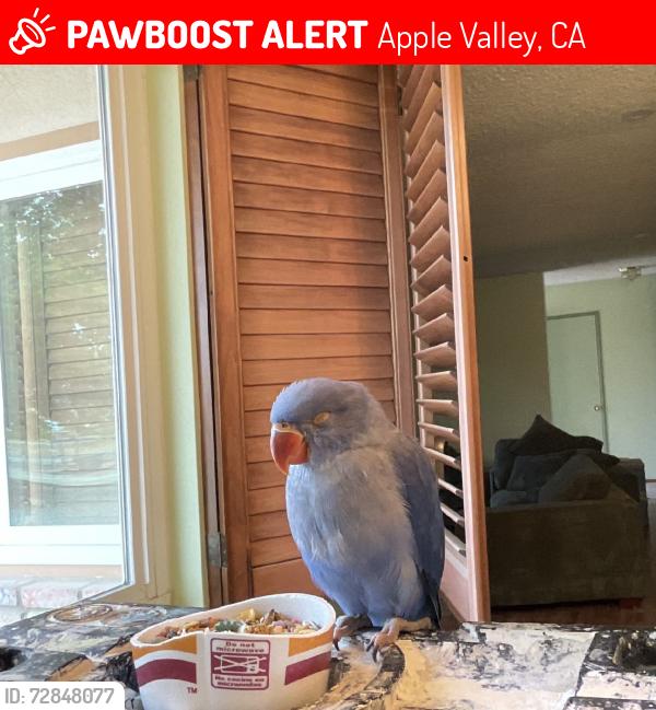 Lost Unknown Bird last seen Blackfoot rd and thunderbird rd, Apple Valley, CA 92307