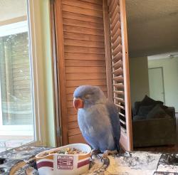 Lost Unknown Bird last seen Blackfoot rd and thunderbird rd, Apple Valley, CA 92307