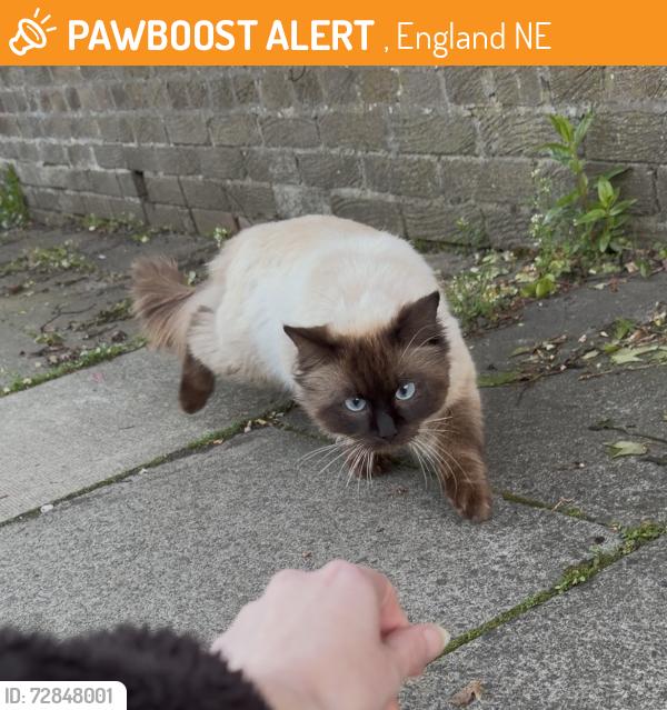Found/Stray Male Cat last seen NE4, , England NE4