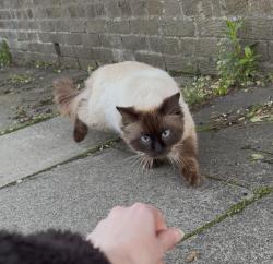 Found/Stray Male Cat last seen NE4, , England NE4
