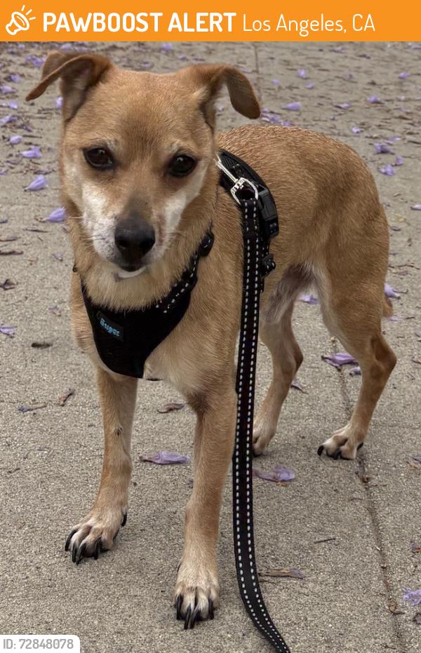Found/Stray Male Dog last seen Next to Reparations Club, Los Angeles, CA 90016