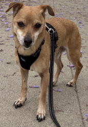 Found/Stray Male Dog last seen Next to Reparations Club, Los Angeles, CA 90016