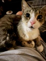 Found/Stray Unknown Cat last seen 38th St & 15th Ave, St. Petersburg, FL 33701