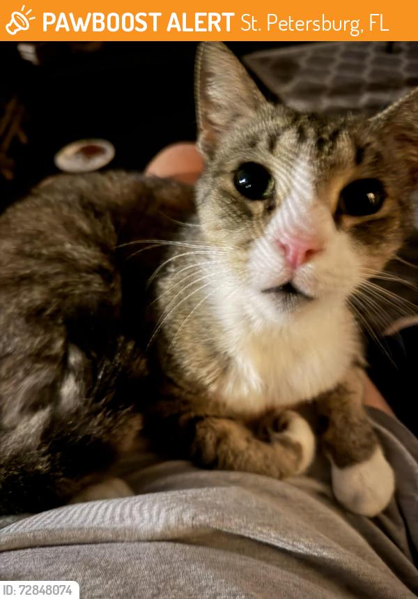 Found/Stray Unknown Cat last seen 38th St & 15th Ave, St. Petersburg, FL 33701