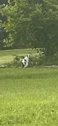 Lost Unknown Cat last seen Oakbrook dr. Or fairoaks dr., Florence, KY 41042