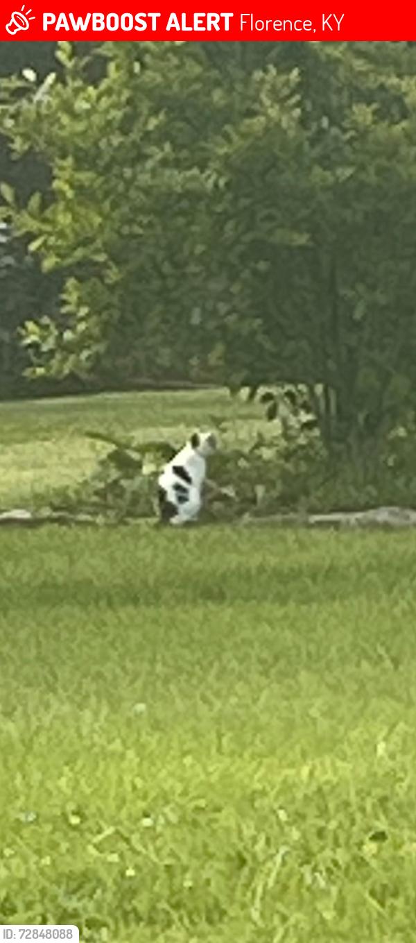 Lost Unknown Cat last seen Oakbrook dr. Or fairoaks dr., Florence, KY 41042