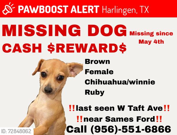 Lost Female Dog last seen S Expressway 83 and Sames ford near Frank boggus memorial trail , Harlingen, TX 78550