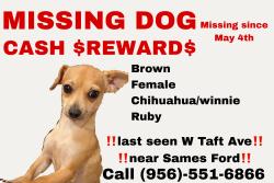 Lost Female Dog last seen S Expressway 83 and Sames ford near Frank boggus memorial trail , Harlingen, TX 78550