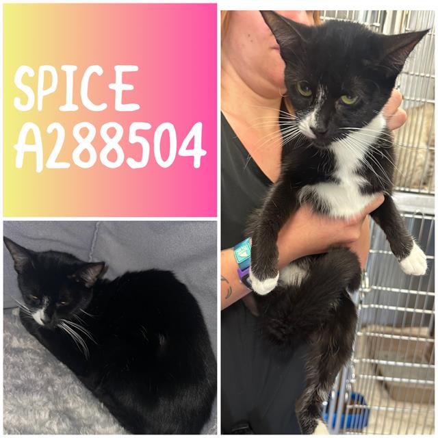 Shelter Stray Female Cat last seen PINEVIEW DR, Macon, GA 31216